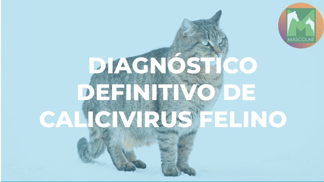 Diagnóstico de Laboratorio de Calicivirus felino / GUÍA DE DIAGNÓSTICO DE LABORATORIO VETERINARIO