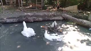 Kazca En Doğal Şarkilar