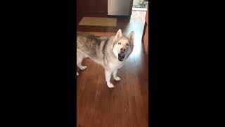 Stubborn Husky Protesting a Treat