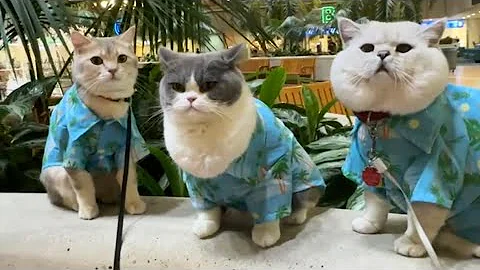 Video 11906521: british shorthair boy, adorable british shorthair, pets