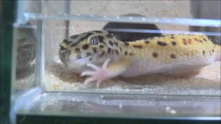 レオパの あなをほる こうげき！ Leopard Gecko Digging