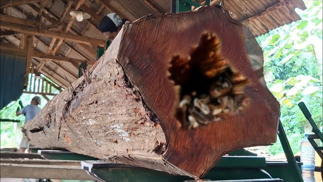 The challenge of sawing long and large pieces of mahogany wood requires ...