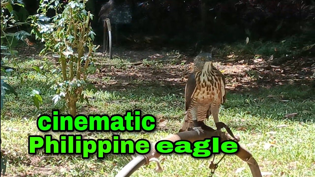 DAVAO CITY EAGLE SANCTUARY / CINEMATIC MALAGOS DAVAO CITY YouTube