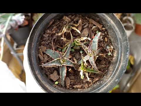 aloe mites on fantasy aloe Christmas Carol 😪