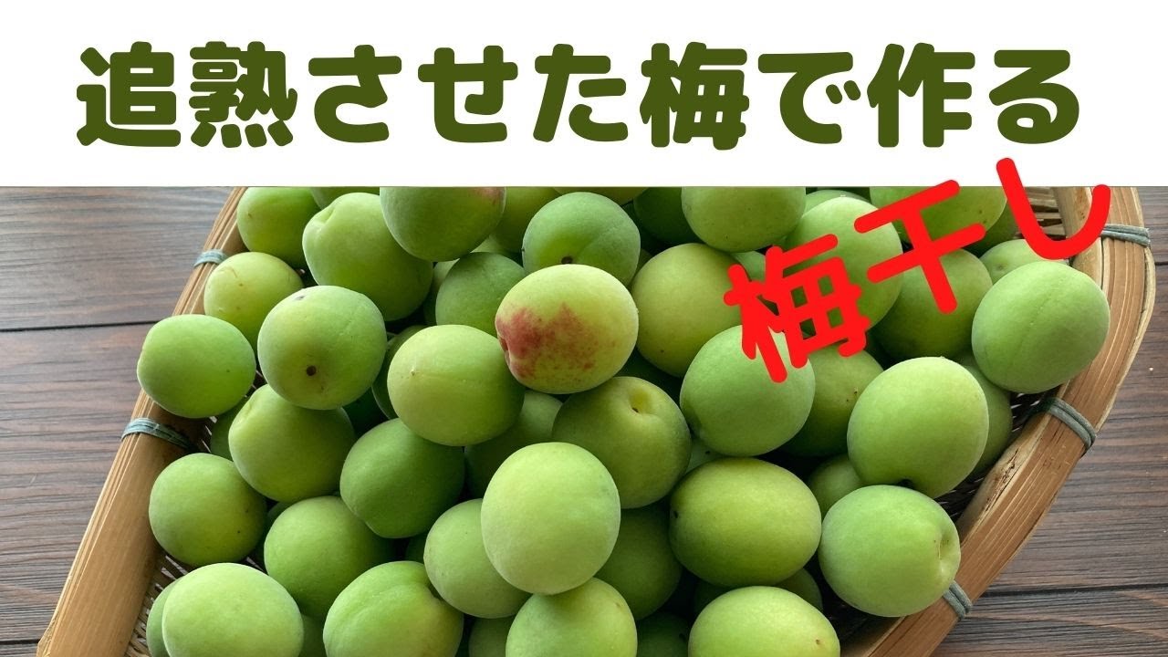 梅干し 追熟させた梅で作る梅干し 追熟梅の梅干し 青梅の追熟 Youtube
