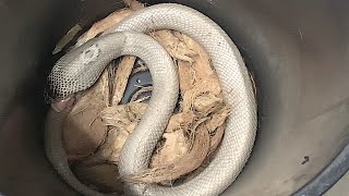 Feeding a Recently Caught White Cobra