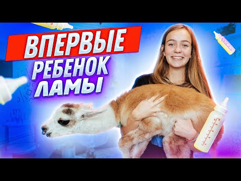 Видео: Я работаю с животными: моя жизнь с альпаками