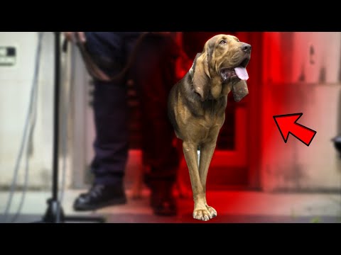 Videó: A 10 leggyorsabb kutyafajták a Földön