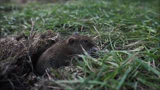 Kleine Maus als Besucher auf dem MPS Hamburg Öjendorf 03.09.2017