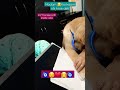 24/7 playing puppy#goldenretriever #doglover#ytshorts#ytindiashorts #cutebaby #sweetpuppy #cutepuppy