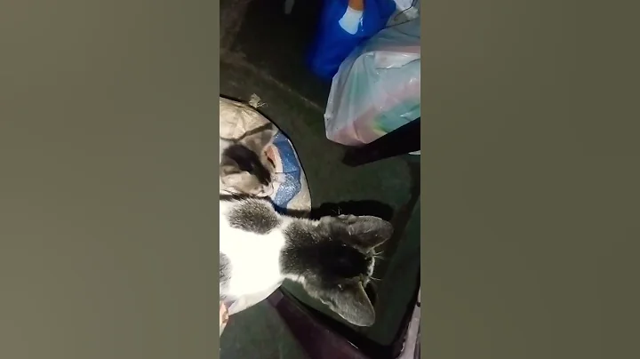 Video 10051781: munchkin cat kitten, best cat kitten, cat toy kitten, cat leash