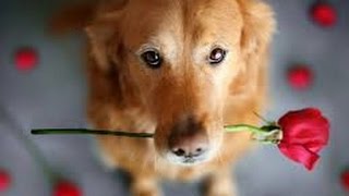 ASPCA Rejected Spoof Commercial (TRY NOT TO LAUGH CHALLENGE!)  Sarah McLachlan - Angel