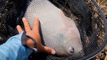 Câu cá rô phi trong ổ bèo  cuốn ổ giật liên tục | Ca ca van can