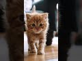 Cutest Kitten Jump Fail Ever 😹 You Won't Believe The Ending!