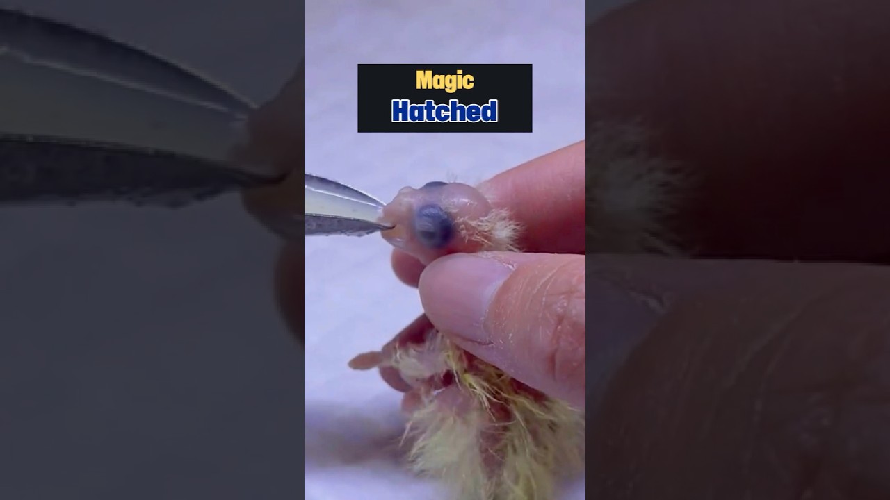 An Abandoned Egg’s Magic Surprise