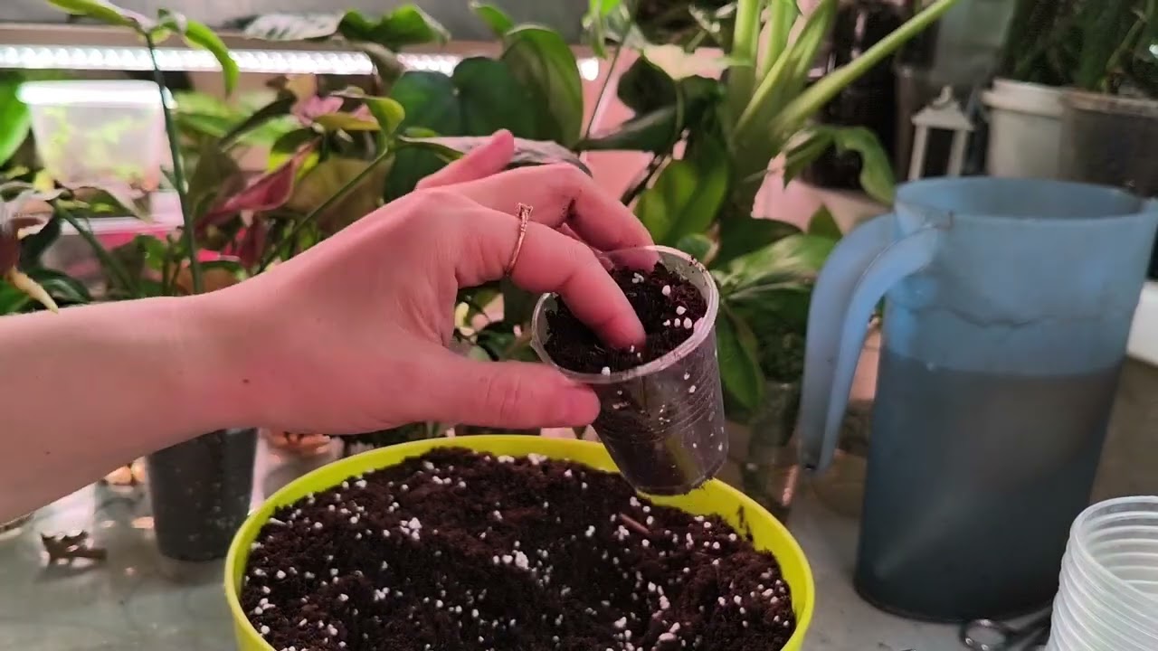 Пересадки. 09.02.26.🍀🍀🍀#plants #комнатныерастения #garden 