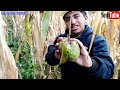 Fuimos al campo a cortar chirimoyas, una deliciosa fruta.