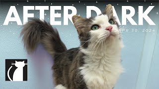The Cattery AFTER DARK! Apr 30 | Scott co-host