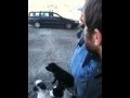 Peter Bjorn John and Dogs (2 of 2)