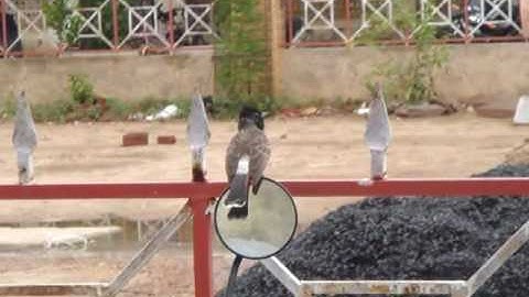 Bulbul fighting its own mirror image