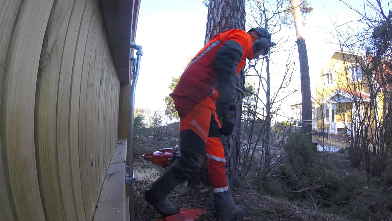 Tight spot felling - YouTube