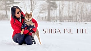 DAY IN THE LIFE of a SHIBA INU