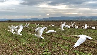 Mute Swans Taking Off From A Field (Slowmotion)