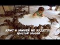 КРЫС И МЫШЕЙ НЕ БУДЕТ! Простые способы избавиться от крыс и мышей