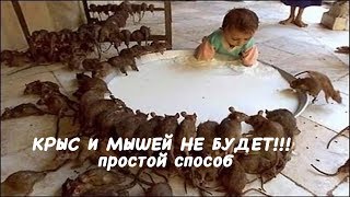 КРЫС И МЫШЕЙ НЕ БУДЕТ! Простые способы избавиться от крыс и мышей