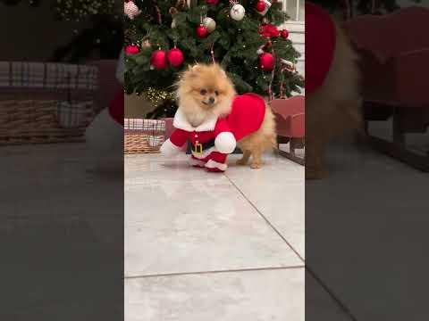 Cute Very Funny Dogs Baby