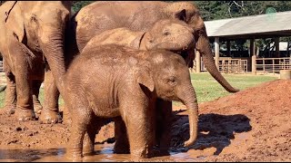 ChomPu &amp; MuayLek Welcome Baby SaNgae into Their Herd! - ElephantNews