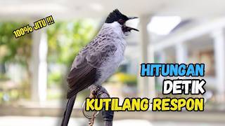 Suara Burung Kutilang Gacor Garuda Paling Ampuh Untuk Masteran Dan Pikat