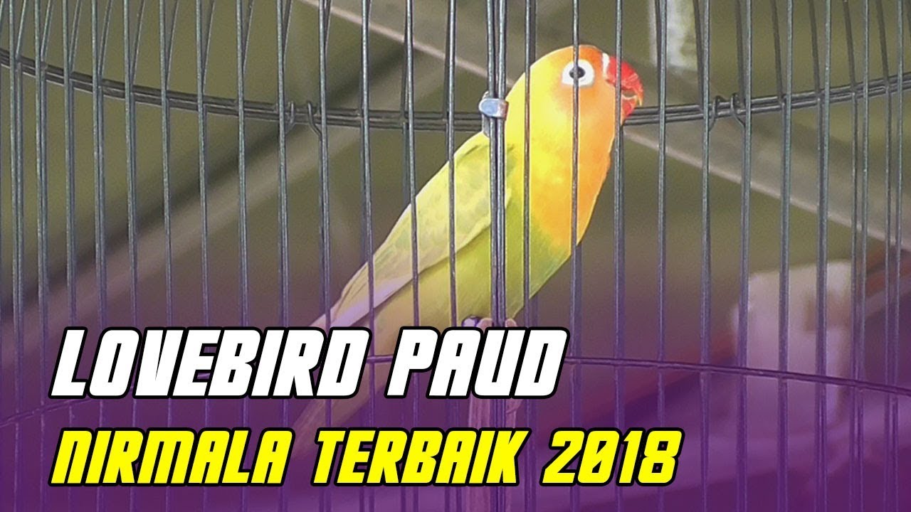 Masteran Lovebird Paud Dan Balibu Belajar Ngekek Youtube