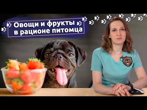 Объясняет ветеринар: Нужны ли овощи и фрукты в питании кошек и собак