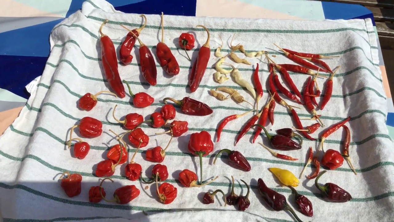 Cómo secar o deshidratar chiles