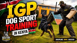 Rottweiler on obedience training