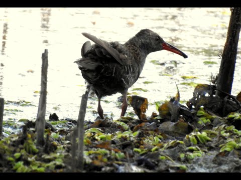 Video: Nenápadný obyvatel polí - moták stepní