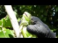 Gallina de Palo (Iguana iguana) - Green Iguana