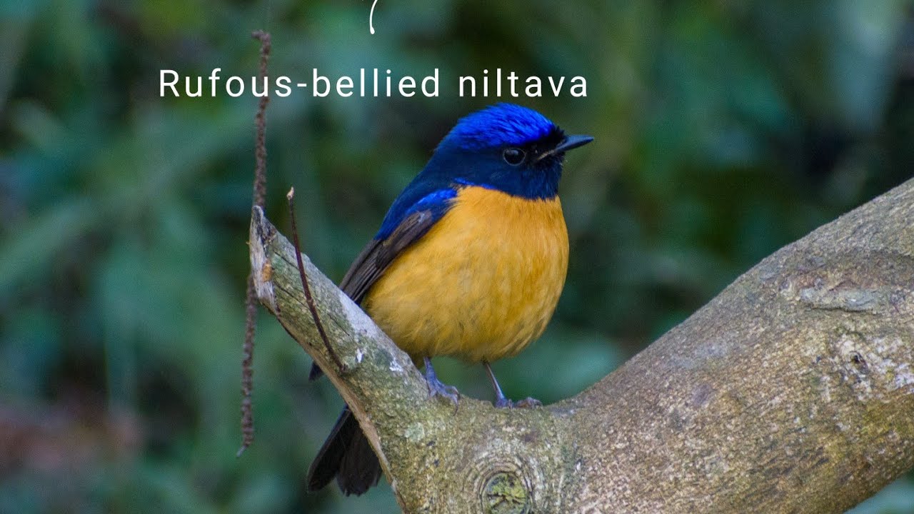 Rufous-bellied niltava