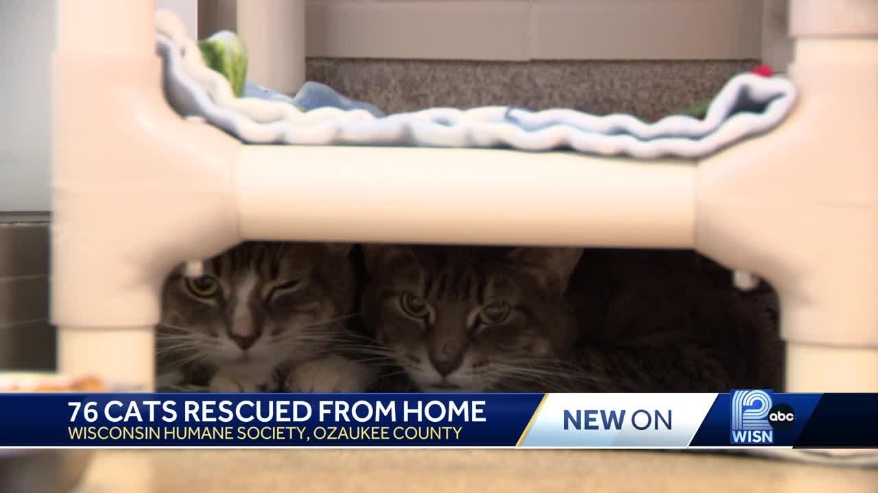 76 cats removed from town of Grafton home