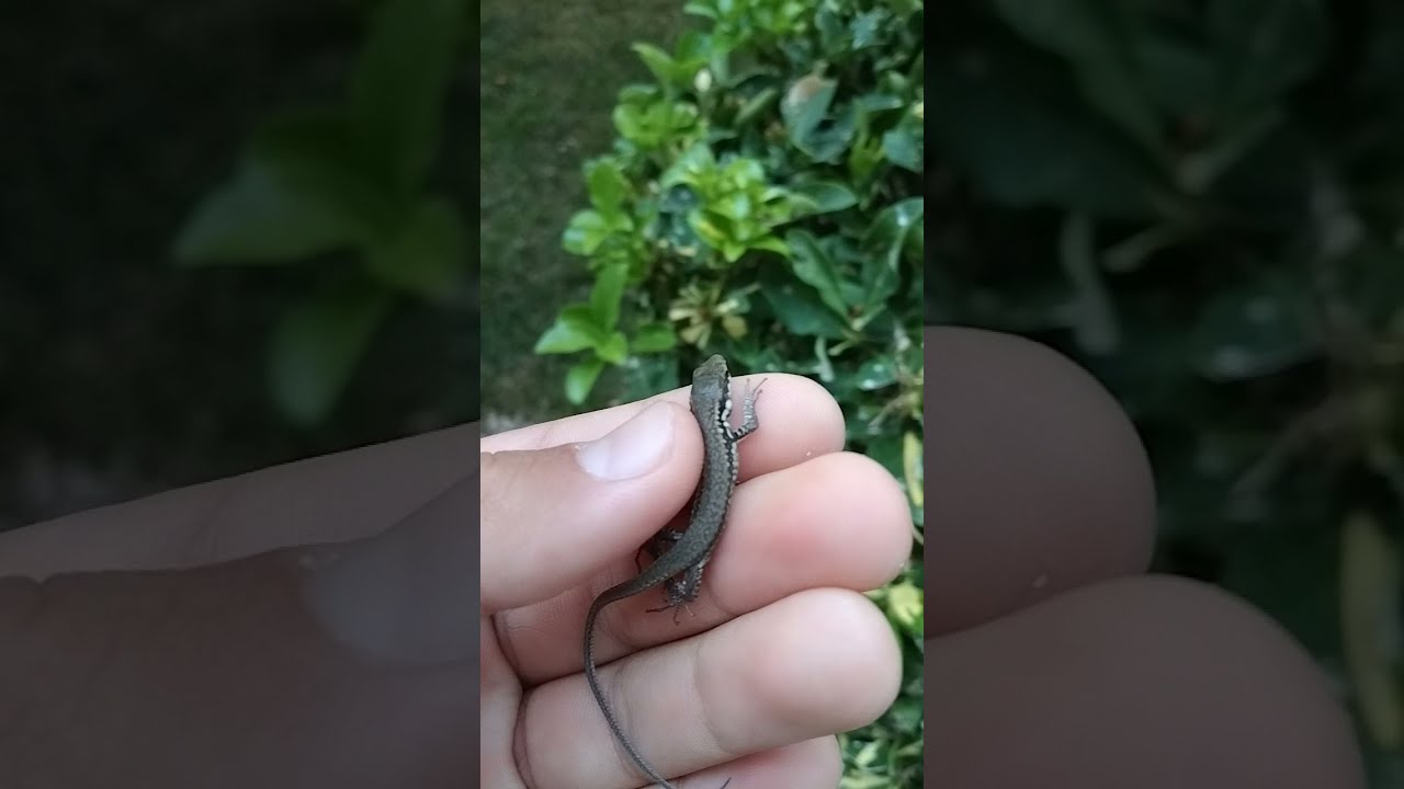 Маленькая прыткая ящерица?| #Short #Ящерицы