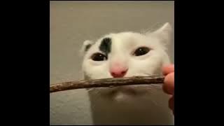 Korrina - January 9th //Extended By Me//