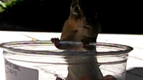 Chipmunk stuffing face with hazelnuts...