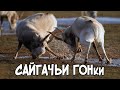 Сайгачьи гонки