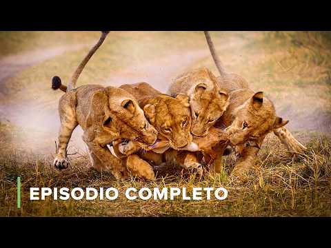 Vida en la Sabana | Iconos de la Vida Silvestre 106