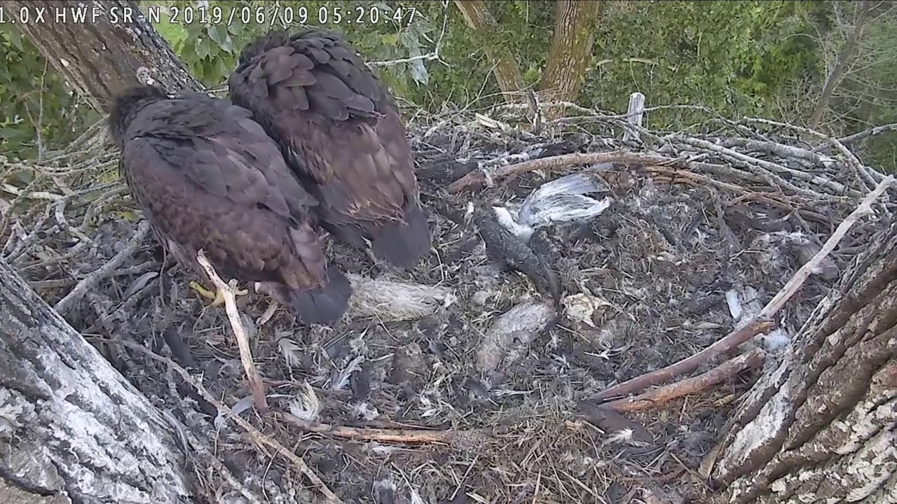 bald eagles in illinois Surrey Reserve - 2019-06-09 - 5-20 am - North Cam