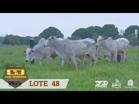 LOTE 48