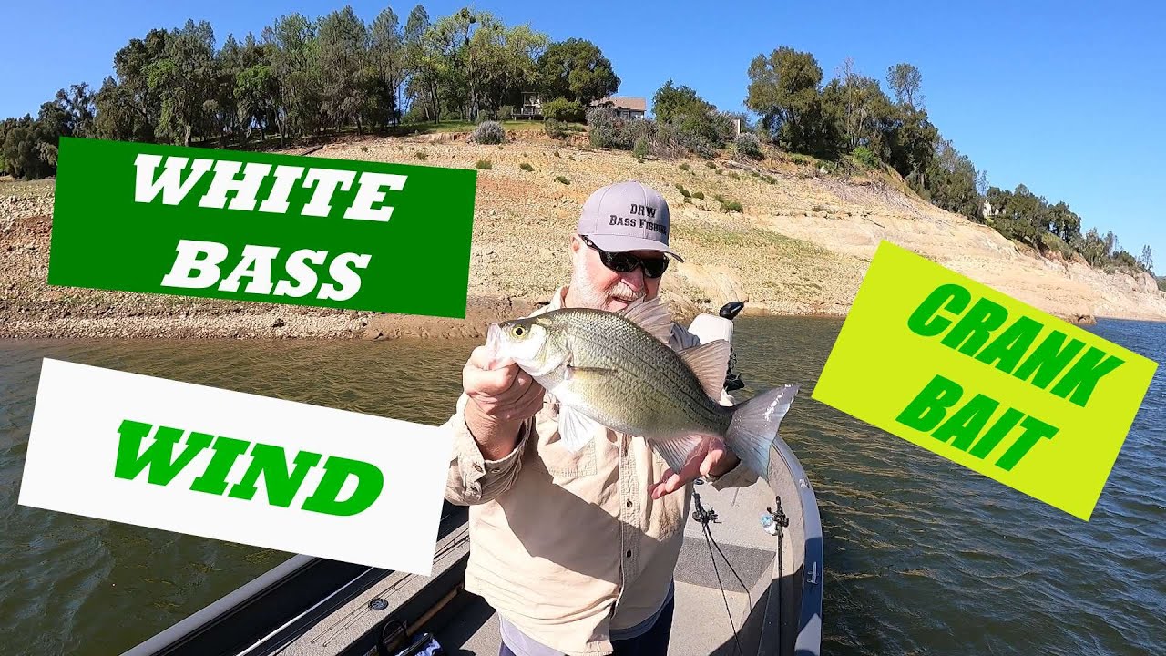 WHITE BASS ~ WIND and a CRANKBAIT