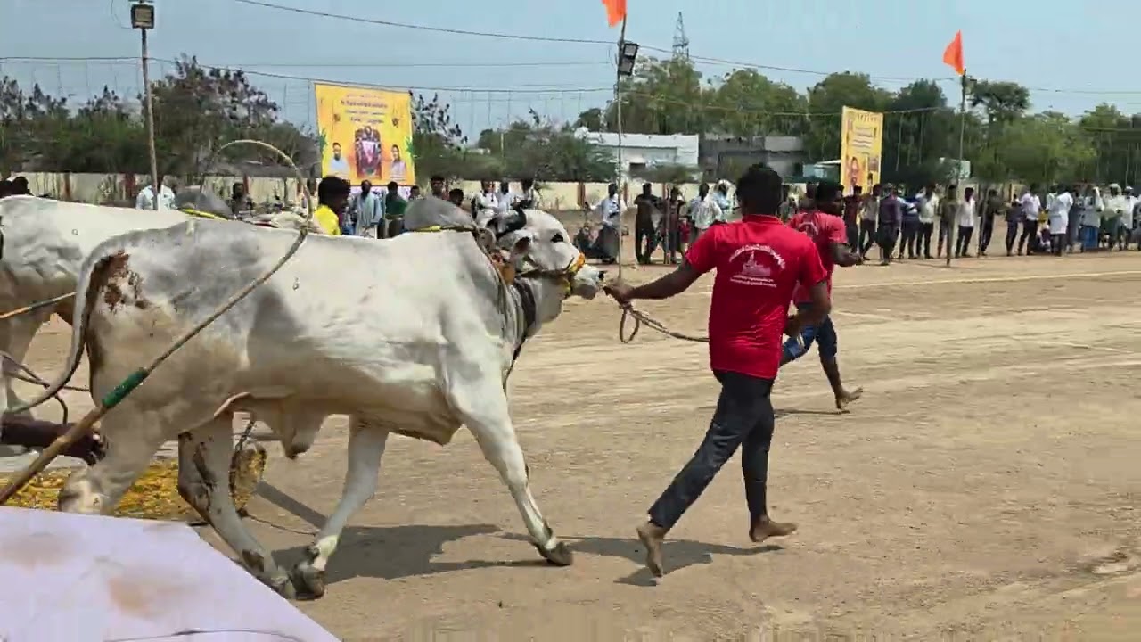 Neelam harikrishna bulls in akula ganapavaram