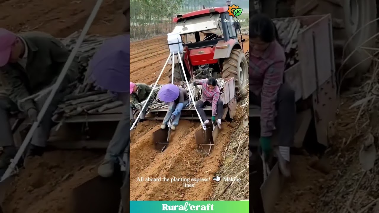 This Sugarcane Planter is a BEAST! 🔥 Planting Level: Expert Mode! 